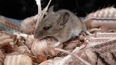 Myši utečú: najlepší domáci prostriedok, ktorý ľahko zbaví armádu hlodavcov