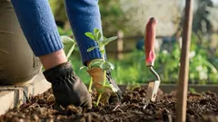 Nájdený prirodzený náhradník hnojív: tieto rastliny sa hnojia samy