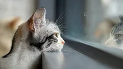 Ako mačky vedia, že sa ich majiteľ čoskoro vráti domov: tajomstvo domácich miláčikov