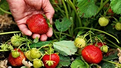Čo je potrebné urobiť s jahodami v marci: úkony, bez ktorých sa v lete nedočkáte úrody