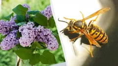 Tieto rastliny priťahujú nebezpečné sršne: ktoré z nich by ste nemali sadiť v blízkosti domu?