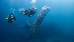 „Nikdy som nič podobné nevidela“: v Mexiku na breh vyplavilo vzácne ryby súdneho dňa