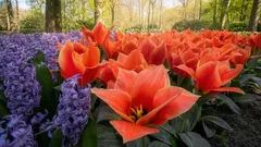 Aké kvety sa oplatí sadiť v marci: najlepšie možnosti pre pestrý letný kvetinový záhon