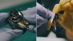 Kyborg-šváby nastúpili do služieb armád NATO – čo dokážu?