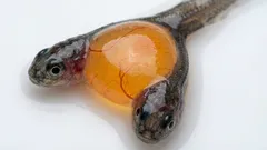 Dve hlavy a jedno telo: vedci náhodou objavili vzácnych siamských dvojčiat